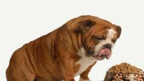 Kako nahraniti angleški buldog